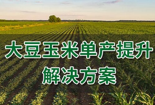 大豆单产提升方案